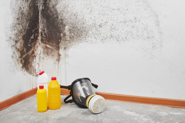 Best Professional Mold Removal  in Daniels, WV