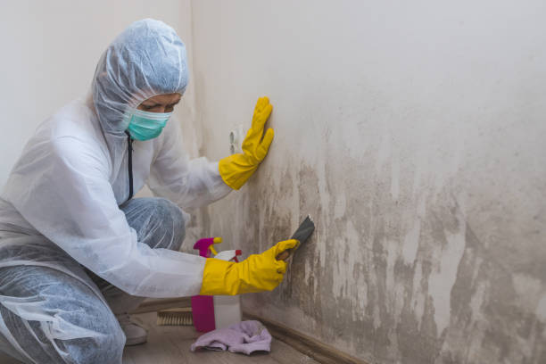 Best Toxic Mold Removal  in Daniels, WV