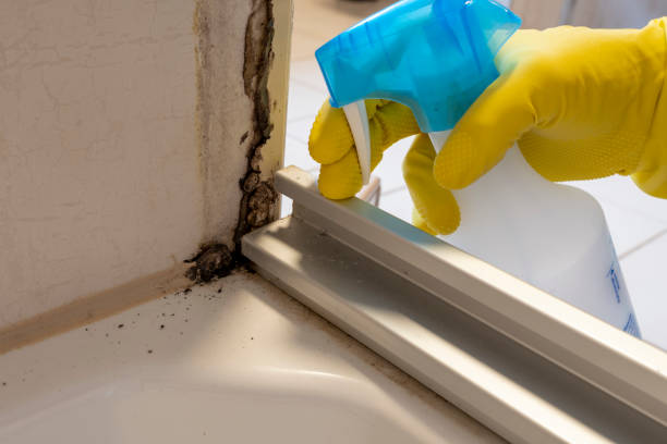 Best Best Mold Removal Companies  in Daniels, WV
