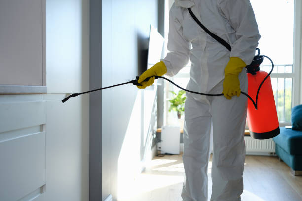 Best Fast Mold Removal  in Daniels, WV