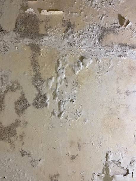 Best Mold Testing  in Daniels, WV