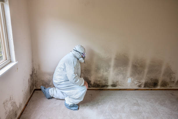 Best Office Mold Removal Services  in Daniels, WV