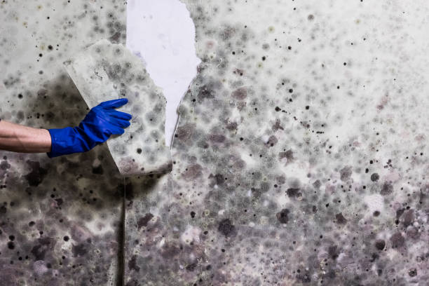 Best Mold Testing  in Daniels, WV