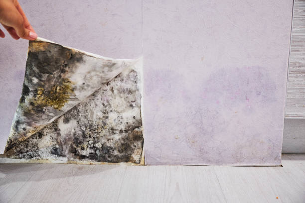 Best Local Mold Removal Service  in Daniels, WV